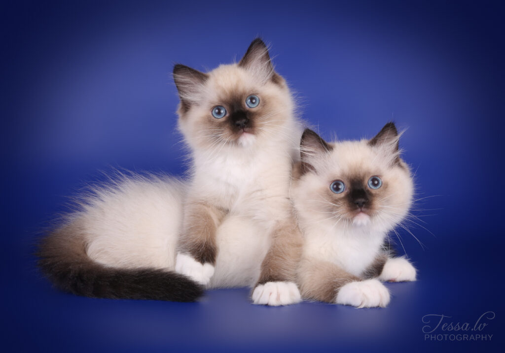 Ragdoll kittens