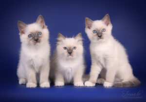 Blue Mitted Ragdoll kittens