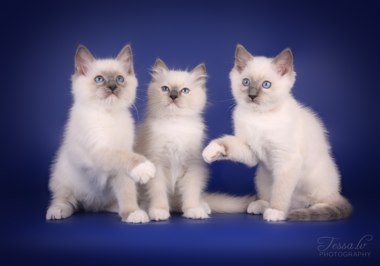 Blue Mitted Ragdoll kittens