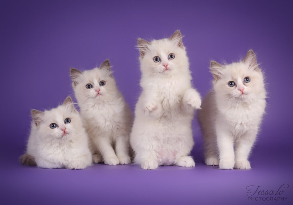 Ragdoll Kittens