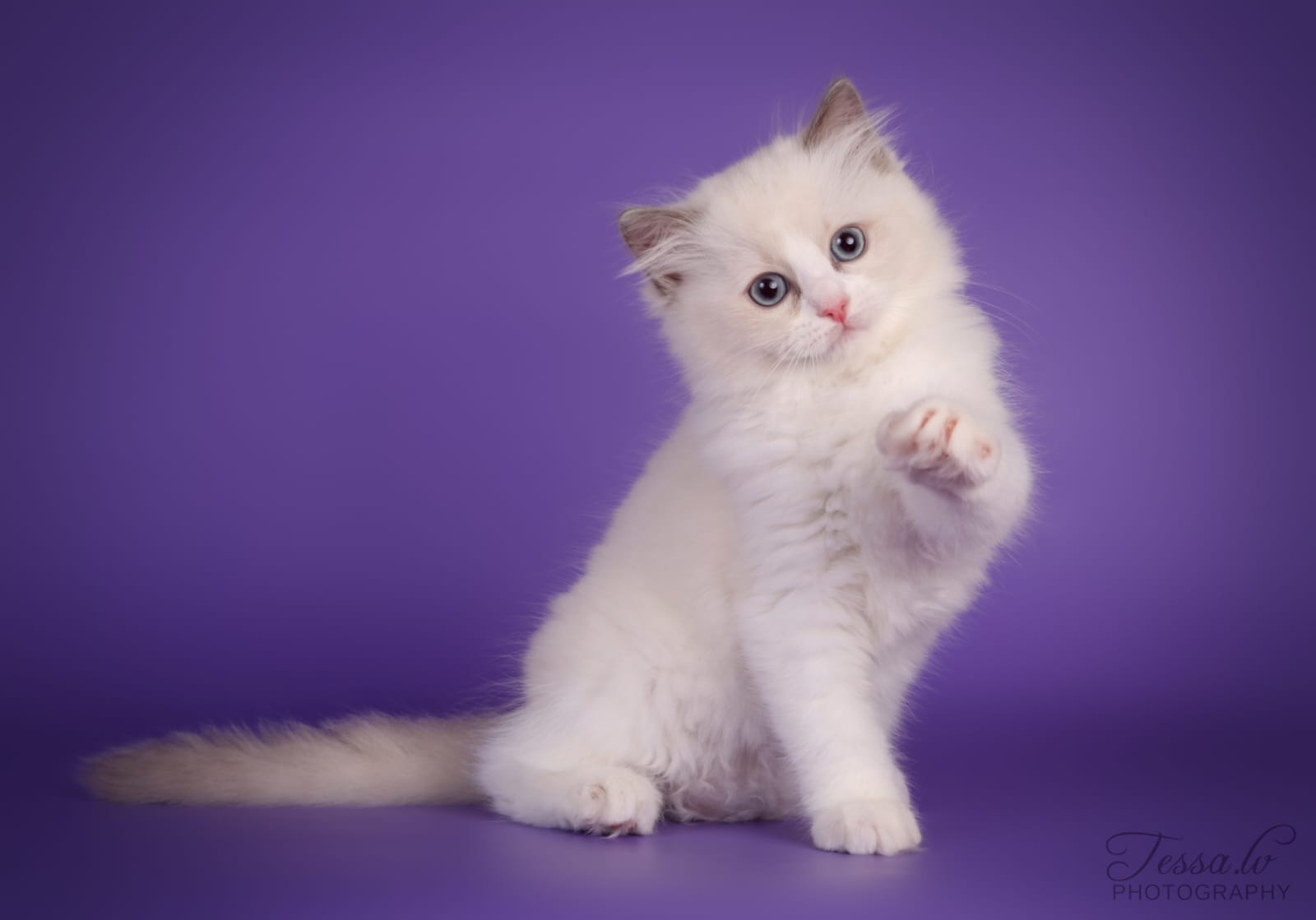 Ragdoll Kitten