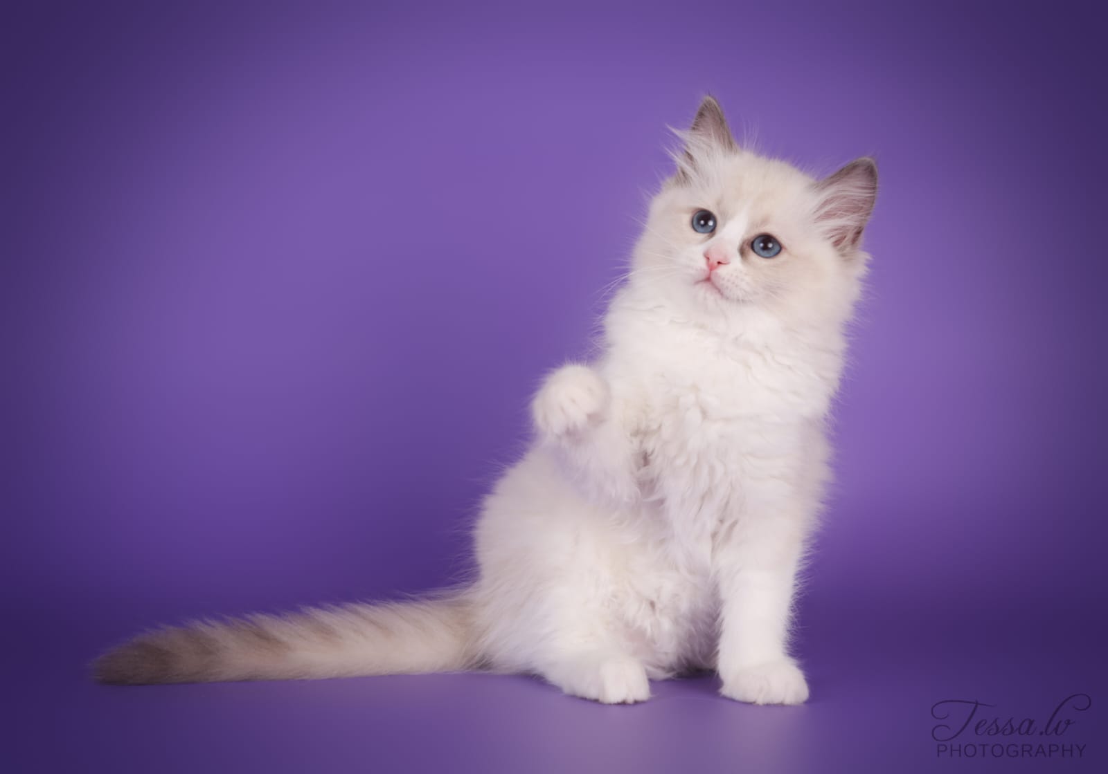 Ragdoll Kitten