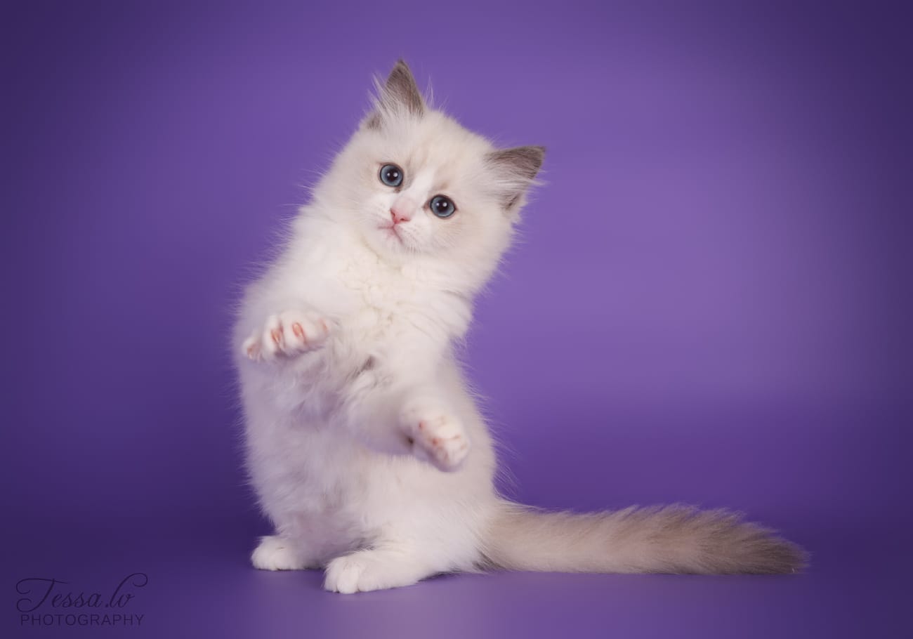 Ragdoll Kitten