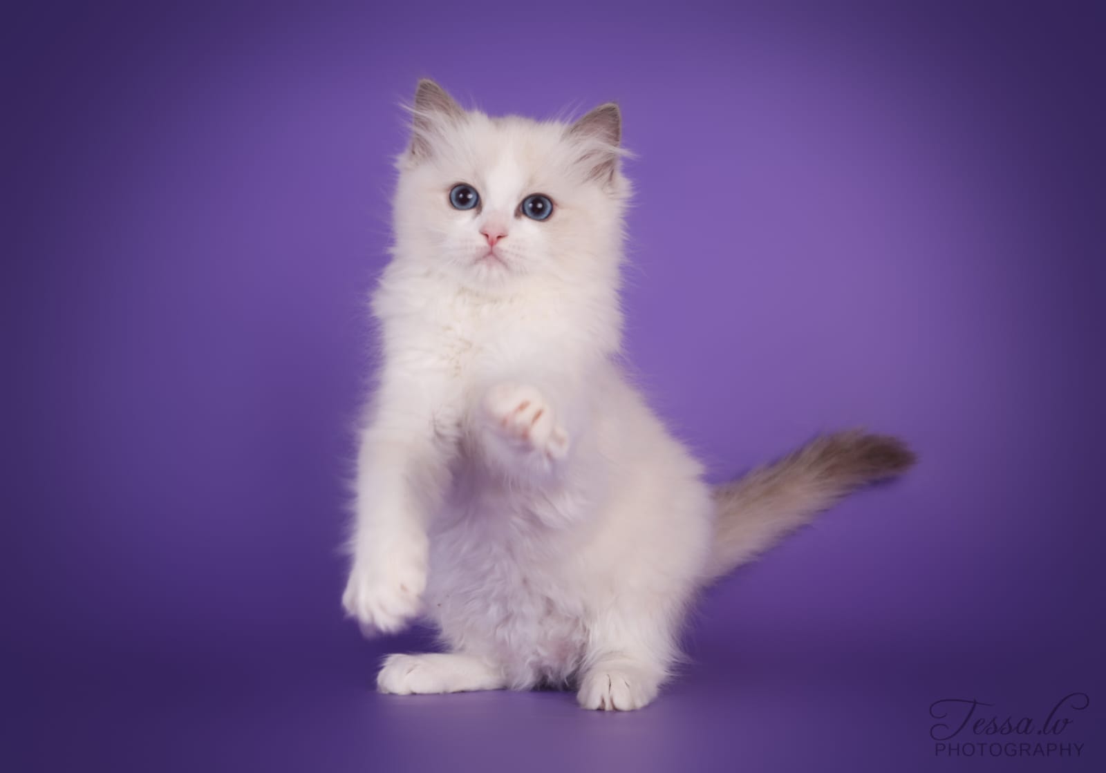 Ragdoll kittens