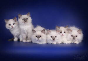 Will of D Ragdoll kittens litter 2024